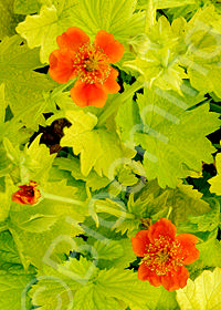 Geum coccineum 'Eos'